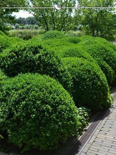 BUXUS SEMPERVIRENS 80-100 CM, KLUIT - INFORMATIE GARDLINE   7x Buxus sempervirens 80-100 cm = ca. 2,5 meter Buxushaag. Deze aanbieding is inclusief gratis bezorging in heel Nederland (excl. de Waddeneilanden). Op afspraak is het ook mogelijk de planten zelf af te halen. Je ontvangt dan tevens een korting van 15%. Vraag naar de mogelijkheden.      Aangegeven grootte is de planthoogte, vanaf bovenkant kluit/ pot gemeten.      PRODUCTBESCHRIJVING   Voordeel Buxus sempervirens   Stabiel in het behoud van zijn vorm Winterhard Standplaats tolerant Goed te snoeien      Nadeel Buxus sempervirens   Verdraagt geen langdurige natte grond      Eigenschappen Buxus sempervirens   Toepassing: (kleine) haagplant, groepsbeplanting, grafbeplanting, beplanting onder (grote) bomen Grootte: 3 - 6m Jaarlijkse Buxus Sempervirens, Garden Supplies, Lawn Garden, Lawn, Van