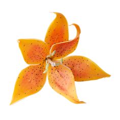 an orange flower with black spots on it's petals and leaves, against a white background