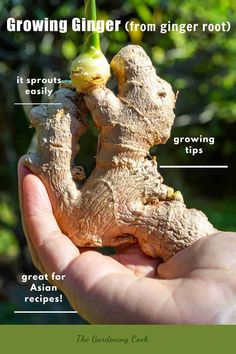 a person holding up a piece of ginger root with the words growing ginger from ginger root