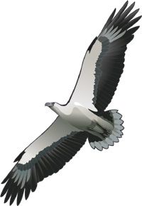 a large bird flying through the air with it's wings spread