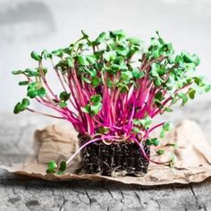 a small plant with green leaves and pink stems on top of a piece of paper