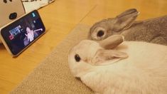 two rabbits are laying on the floor next to a cell phone and another animal is sitting in front of them