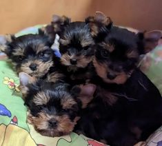 Male and Female teacup Yorkie puppies available for sale with all papers and shots records Puppy Fever, Very Cute Puppies, Baby Pugs, Really Cute Puppies