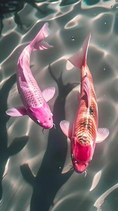 two pink koi fish swimming in the water