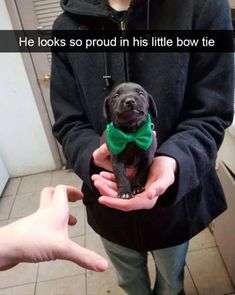 a person holding a small dog wearing a green bow tie and standing next to two hands