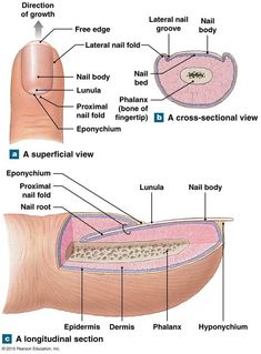 Nail Anatomy, Nail Tech School, Skin Anatomy, Nail Courses, Nail Techniques, Human Anatomy And Physiology, Nail Pictures, School Nails, Body Anatomy