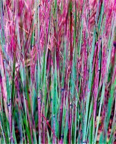 purple and green grass with water drops on it