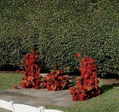 some red flowers are sitting in the middle of a lawn with white chairs and bushes behind them