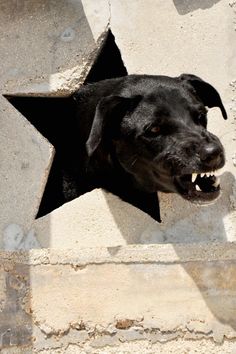 a black dog with its mouth open looking through a hole in the concrete wall that has a star on it