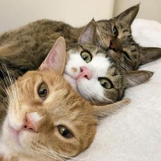 three cats laying on top of each other with their eyes wide open and looking at the camera