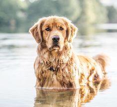 a large brown dog standing in the water