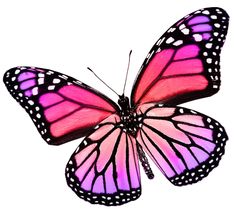 a pink butterfly with white dots on it's wings, flying in the air