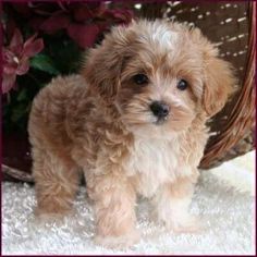 a small brown and white dog standing on top of a rug next to a basket