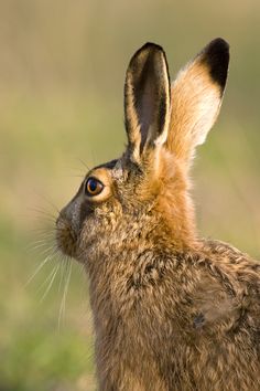 a close up of a brown rabbit with grass in the background