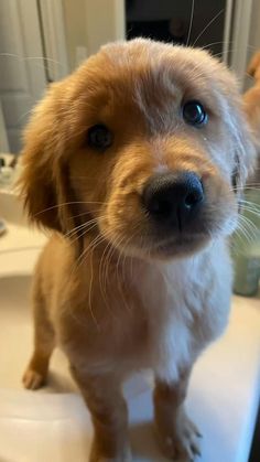 a small brown and white dog sitting on top of a sink