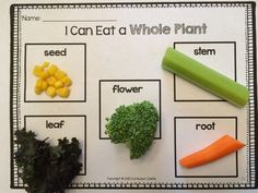 an image of a plant life cycle with carrots, celery and other vegetables