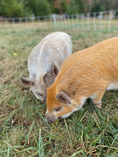 two small pigs are grazing on grass in the field, one is white and the other is brown