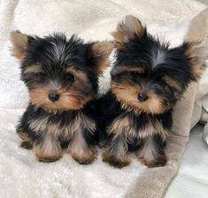 two small dogs sitting on top of a blanket