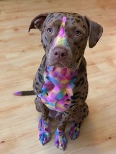 a brown dog with multicolored spots on it's face sitting on a wooden floor