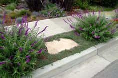 purple flowers are growing on the side of a sidewalk next to green grass and rocks