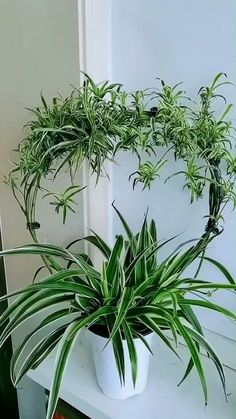 two green plants are in a white pot