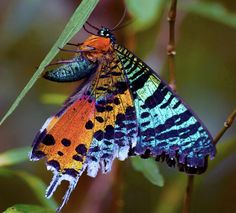 a colorful butterfly sitting on top of a green leaf