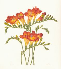 an illustration of orange flowers with green stems and leaves on a white background, watercolor