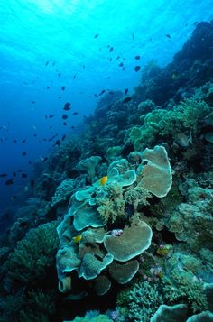 an underwater view of some corals and other marine life on the bottom of a reef