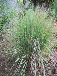 Schizachyrium The Blues Little Bluestem Schizachyrium Scoparium, Little Bluestem, Garden Perennials, Black Walnut Tree, Outdoor Nursery, Ornamental Grass, Seed Heads, Overwintering, Early Winter