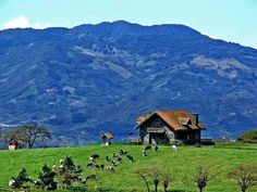 cows graze on the grass in front of a house with mountains in the background