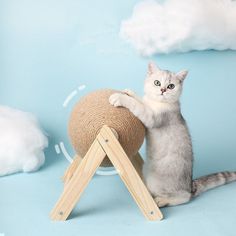 a white cat sitting on top of a wooden chair next to a ball of yarn