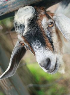 a close up of a goat's face looking over a fence