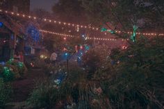 a man standing in the middle of a garden at night with christmas lights on it