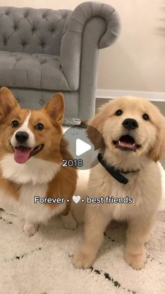 two brown and white dogs standing next to each other