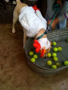 a small dog wearing a diaper standing in a tub filled with tennis balls