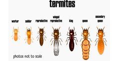 the termites are all different types of termites in order to make them look like they're from outer space