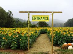 an entrance sign in the middle of a sunflower field