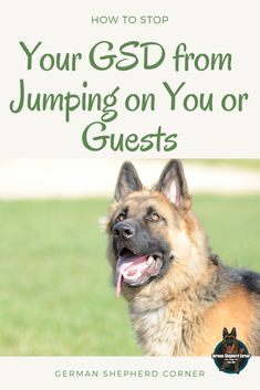 a german shepherd dog with the title how to stop your gds from jumping on you or guests