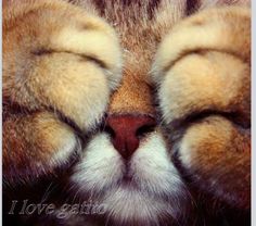 a close up of a cat's face with its eyes closed