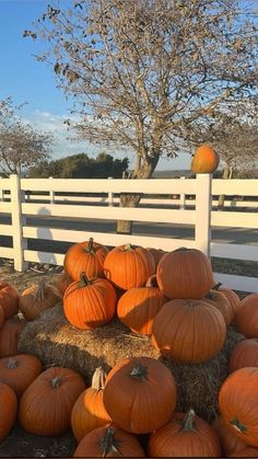 pumpkins piled on hay in front of a white fence