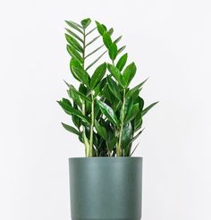 a green potted plant sitting on top of a table