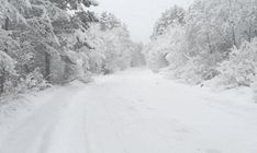 a snow covered road surrounded by trees and bushes