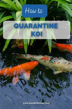 koi fish swimming in a pond with the words how to quaranne koi