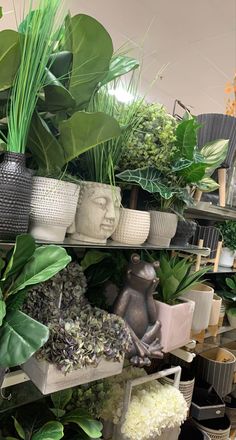 many plants are on shelves in a store