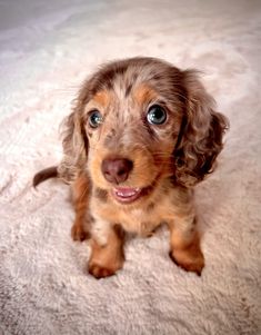 a small brown and black dog sitting on top of a white carpet next to a wall