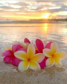 some pink and yellow flowers on the sand