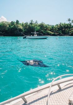 a manta ray swimming in the ocean next to a boat and some palm trees