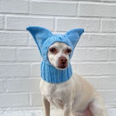 a white dog wearing a blue knitted hat and scarf with ears on it's head