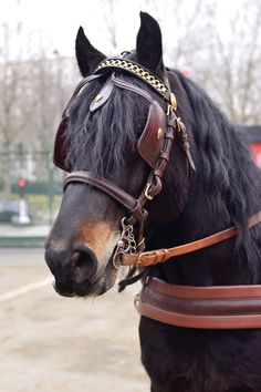 a close up of a horse wearing a bridle on its head and neck