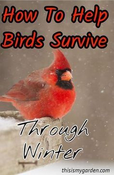 a red bird sitting on top of a wooden post with the words how to help birds survive through winter